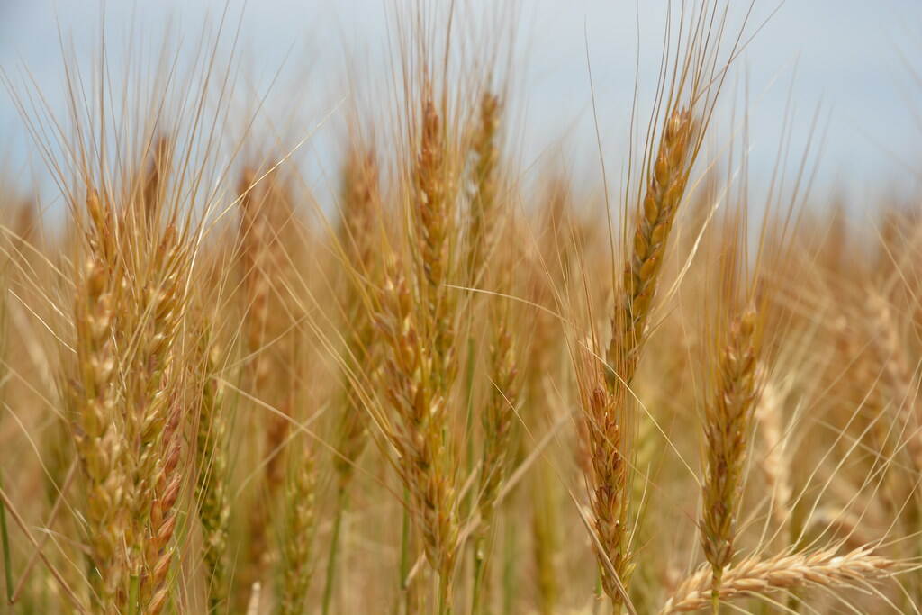 Golden ears of wheat.