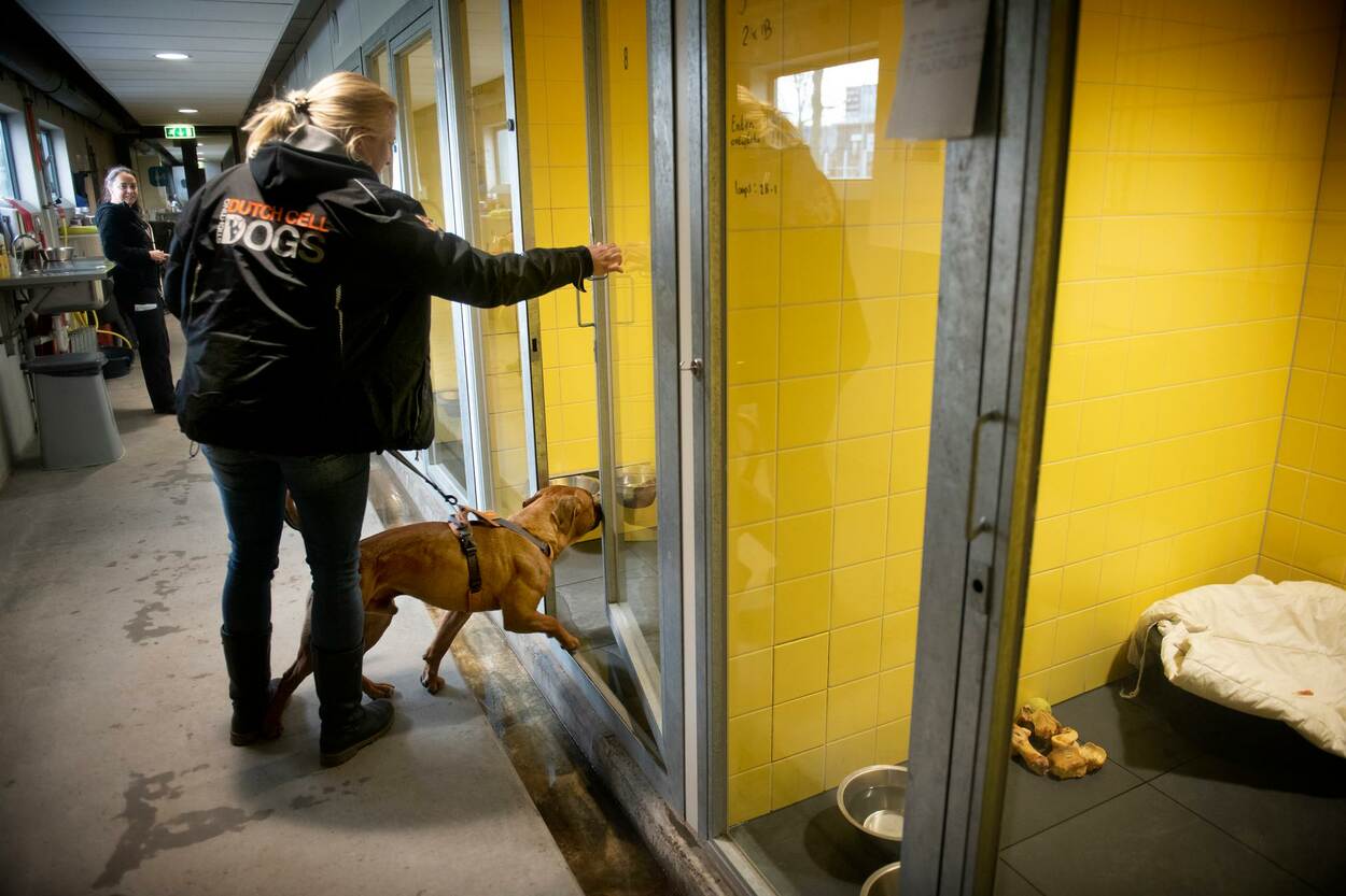 Honden keren terug in asiel Amsterdam.