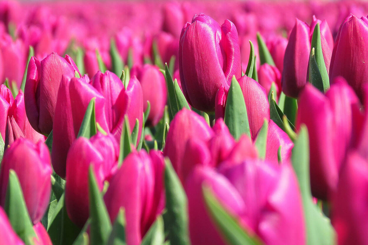 Roze tulpen in de lente