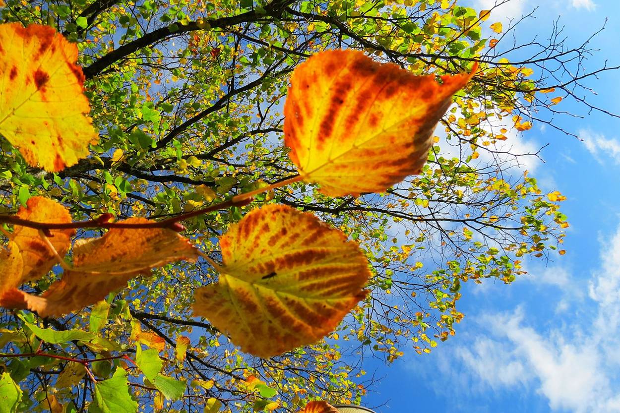 Foto van boom in herfstkleuren