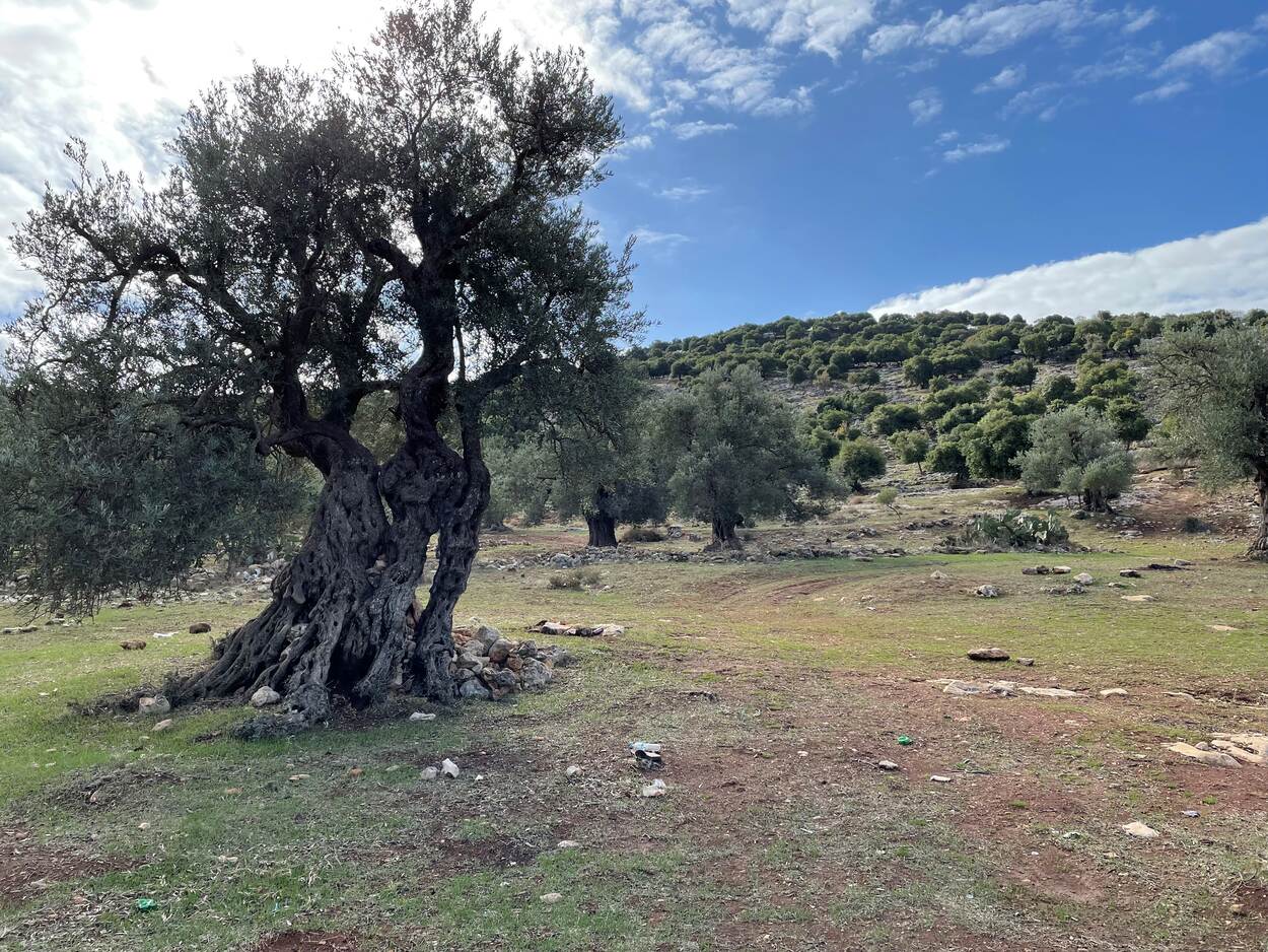 ancient olive trees in Jordan