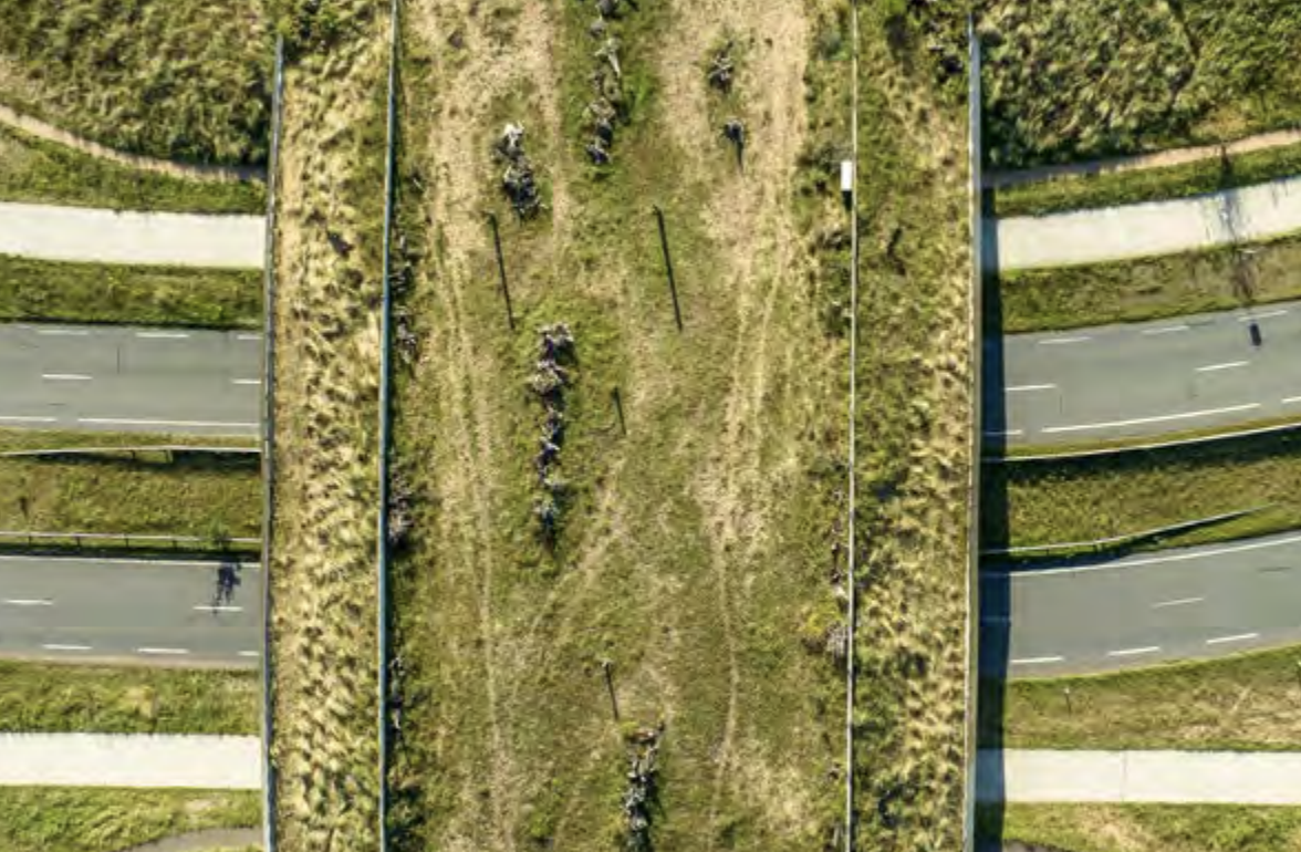 Bridge above highway covered with grass and trees