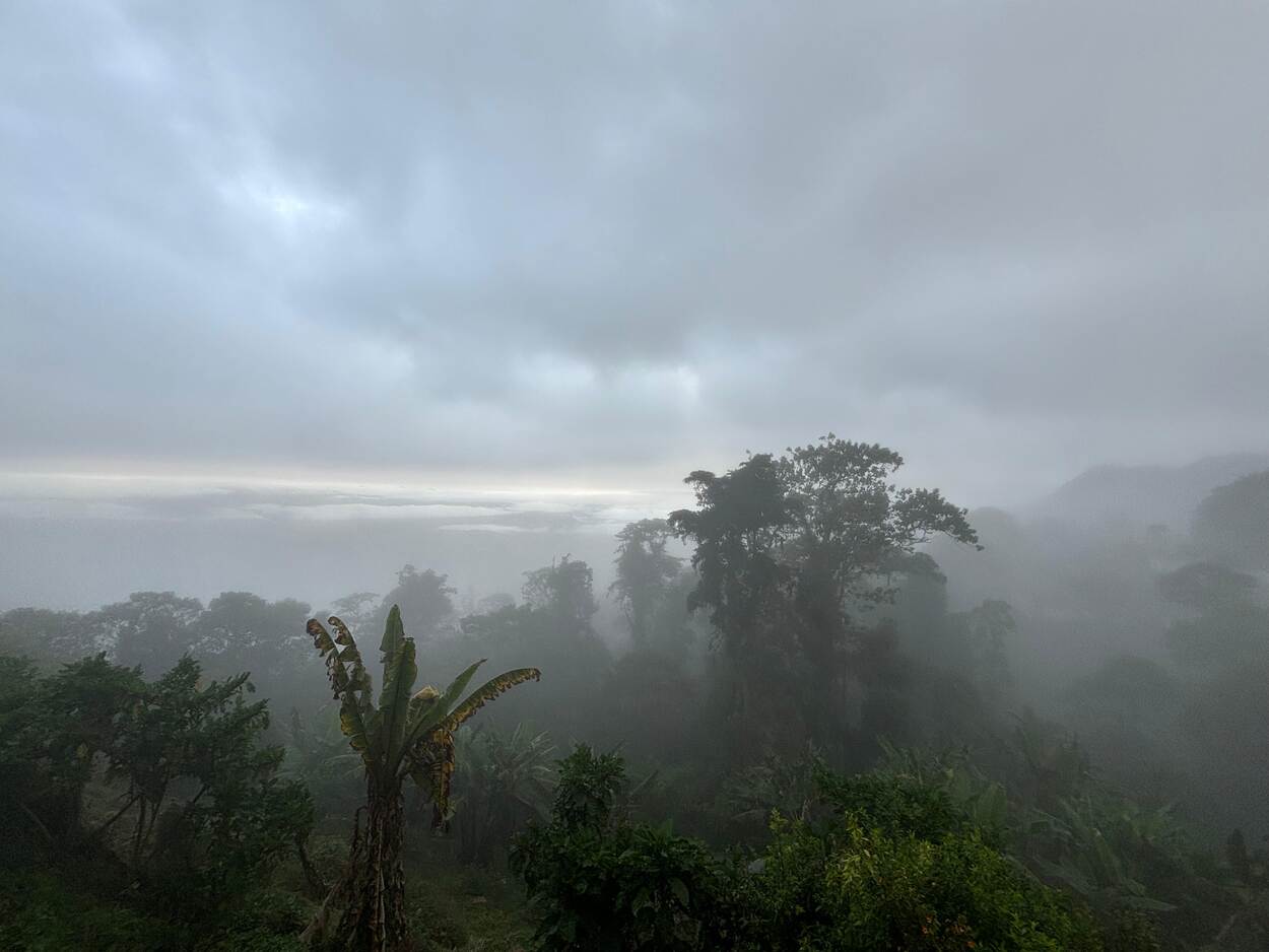 Canopy of trees with mist around