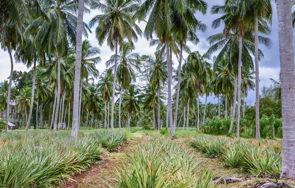 Palm trees in a field - Agri-silvicultural systems