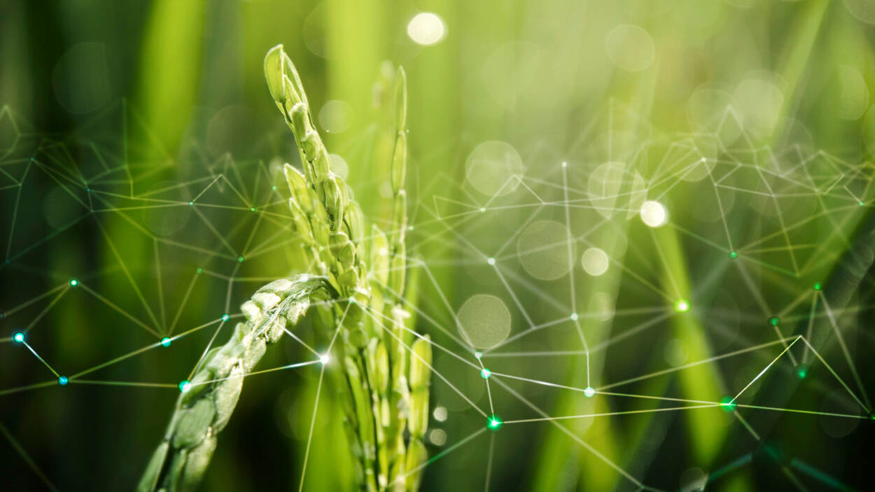 agriculture IoT with rice field background