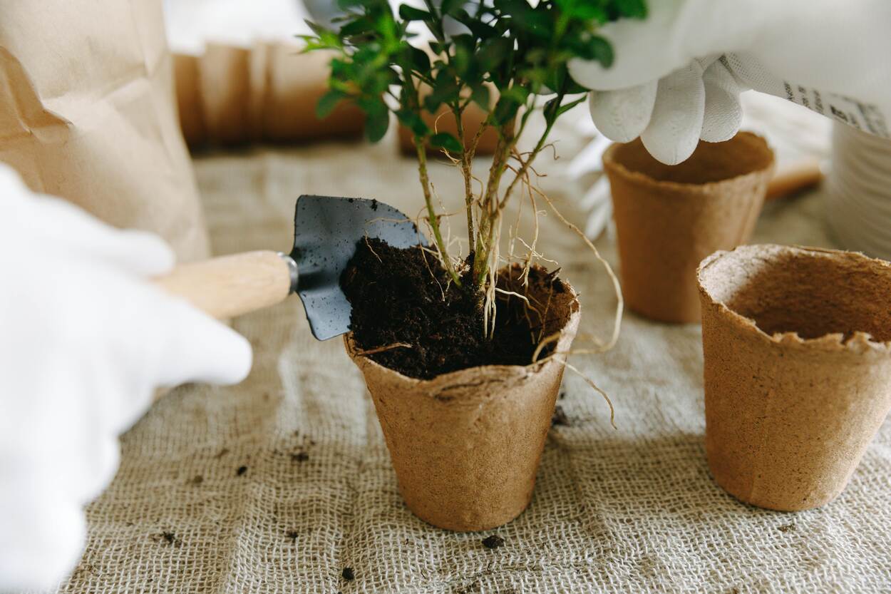 a plant being potted in a biodegrable pot by a person with white gloves