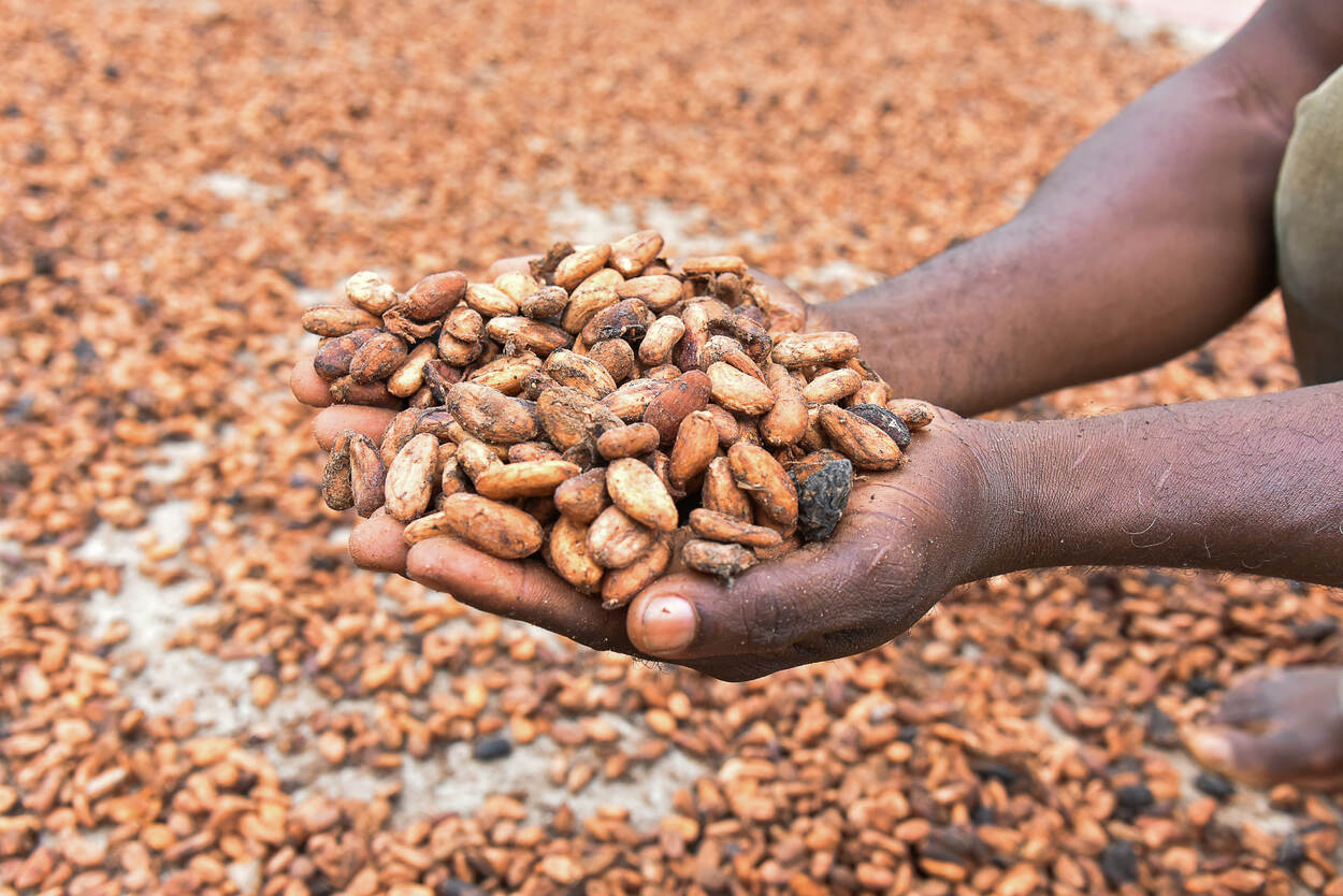2020 Cocoa in Mbangassina Cameroon