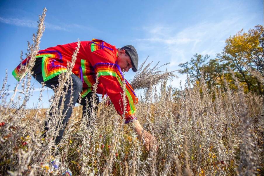 Eugene Ross, an Elder at Wipazoka Wakpa Oyate, or Sioux Valley Dakota Nation, harvests sage near his home.