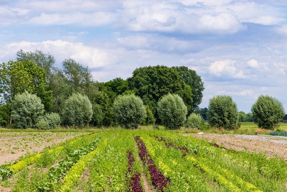 Nature inclusive organic agriculutral with strip cultivation in De Glind Barneveld in Gelderland