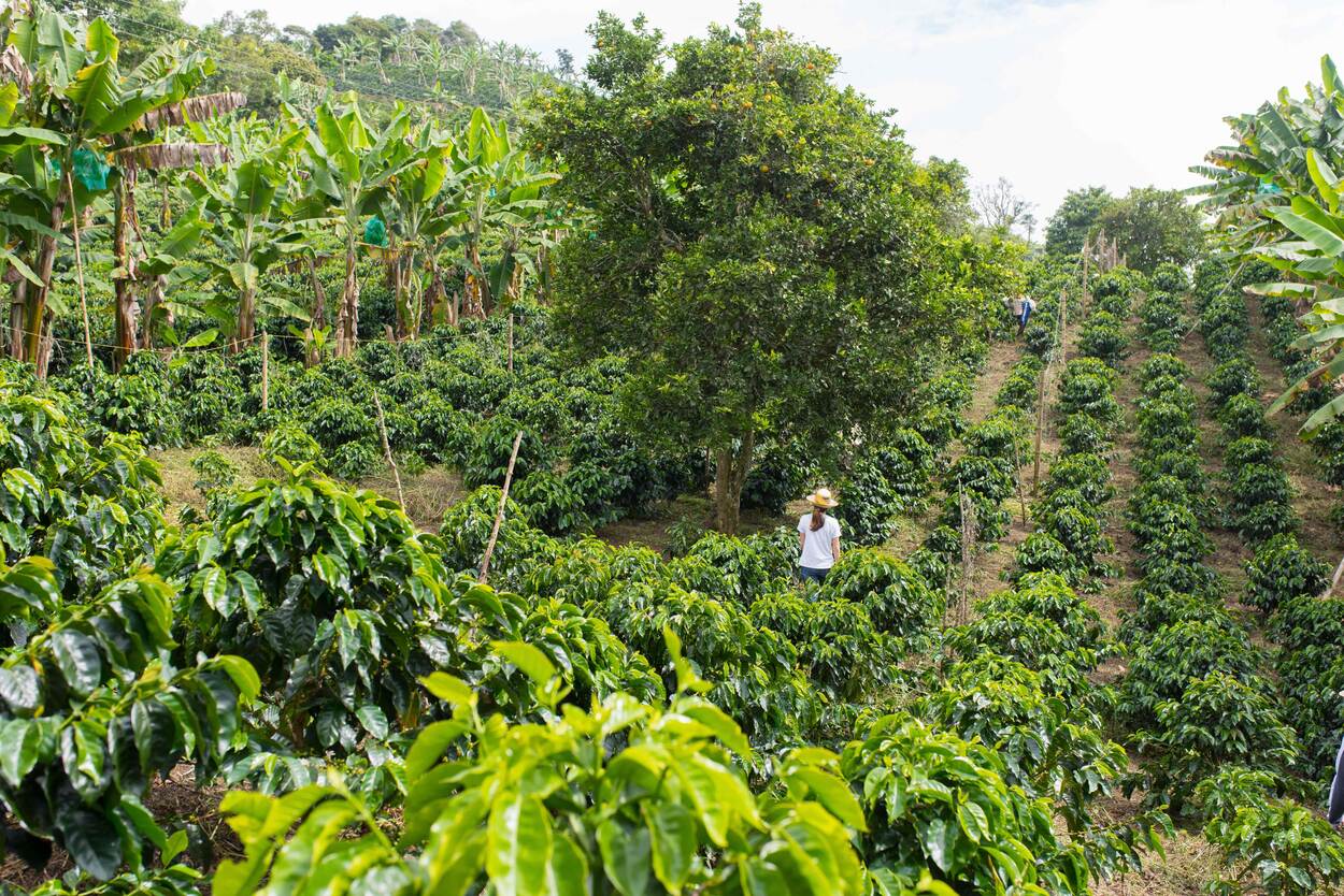 Technology and agroforestry: a winning combo for farmers in Peru