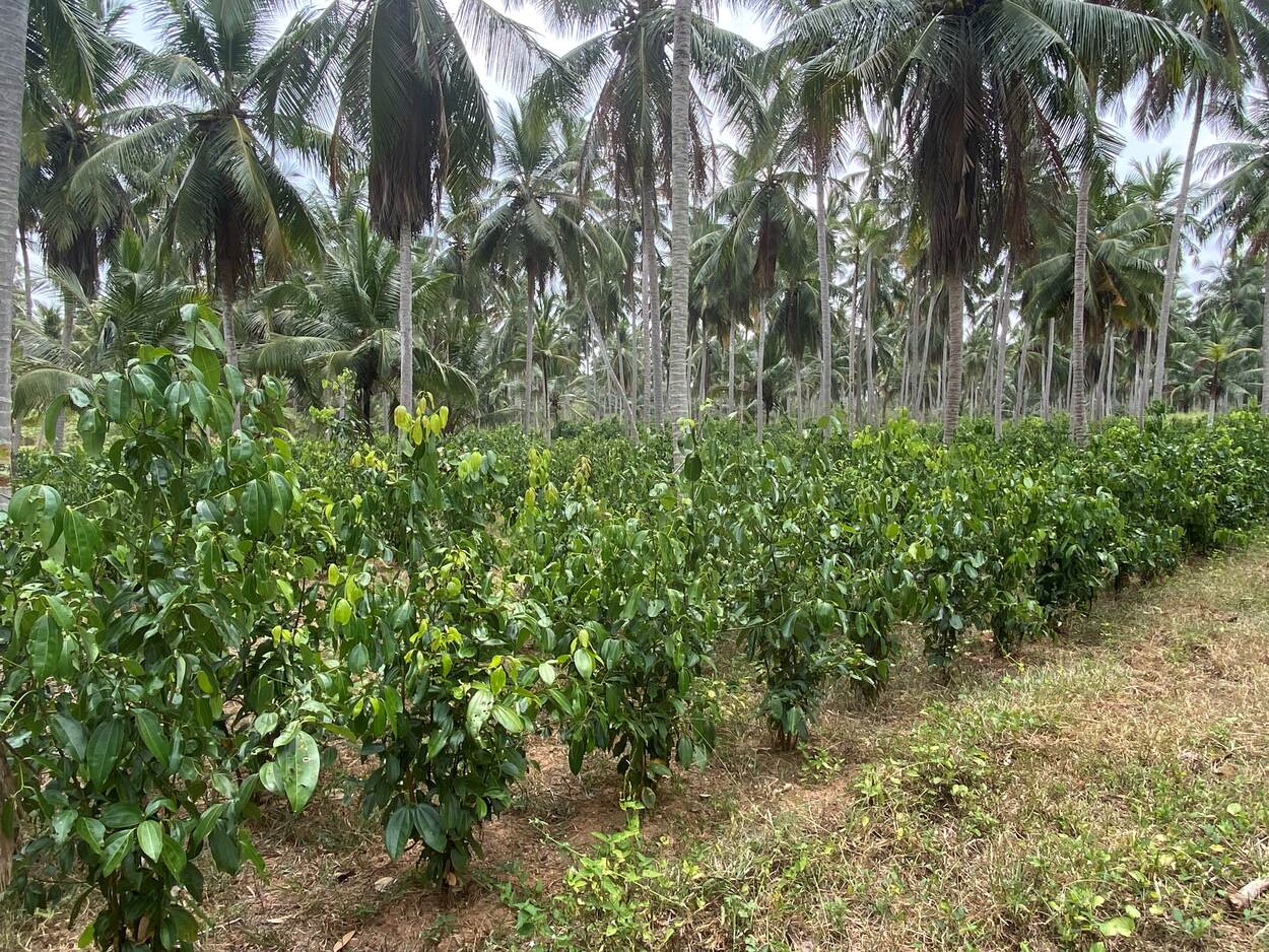 Sri Lanka agriculture