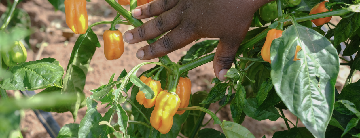 Hand grabbing peppers