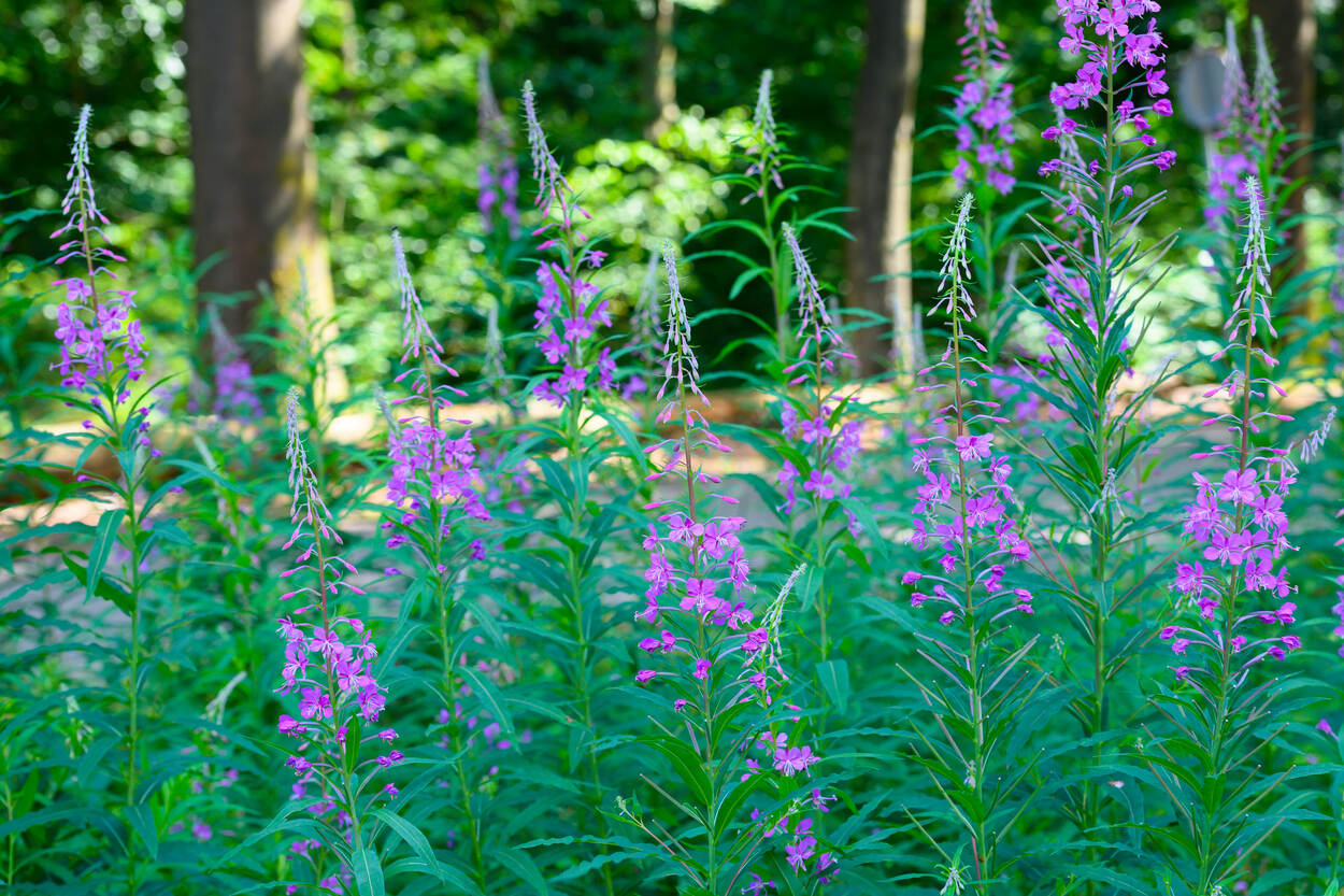 Beeld genomen in het bos met paarse bloemen op de voorgrond