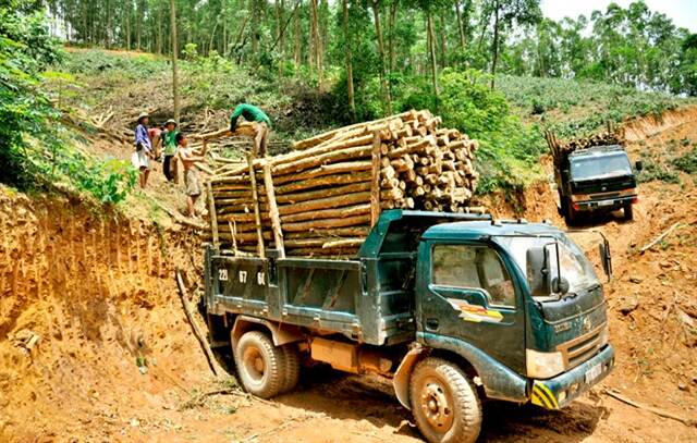 Farmers load forest wood onto a truck in the central highlands province of Gia Lai