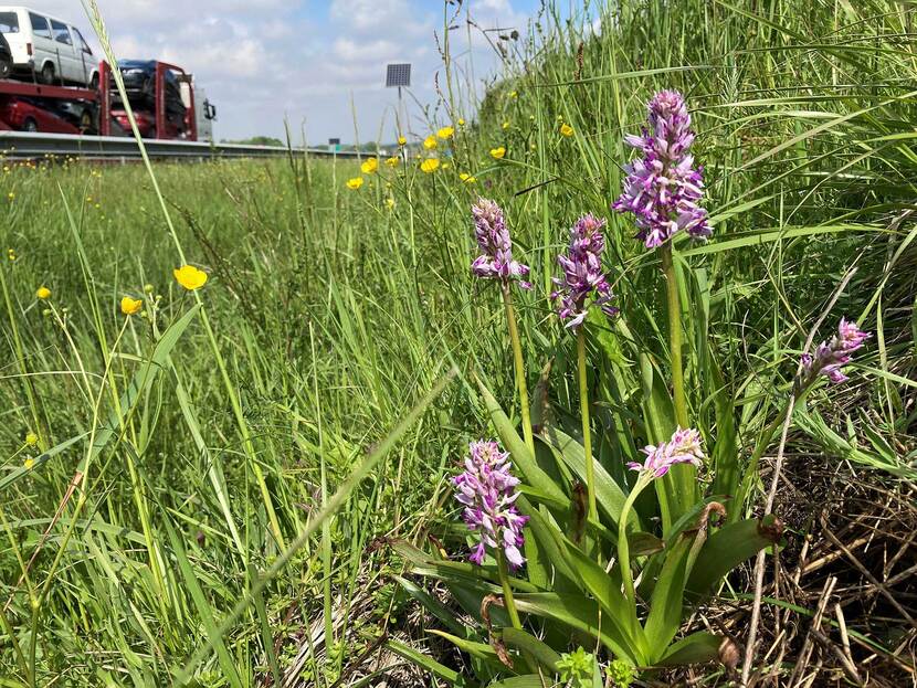 Soldaatje (orchideensoort) in de wegberm van de A76