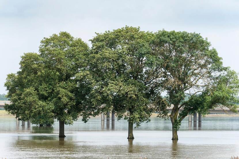 Bomen staan in het hoogwater van de overstroomde Maas