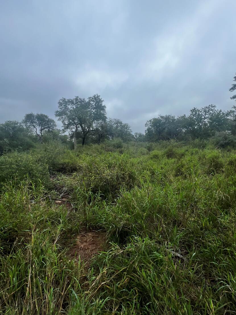 Restoration of grassland: pastures in the Gran Chaco region