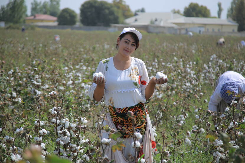 Cotton farming in Uzbekistan