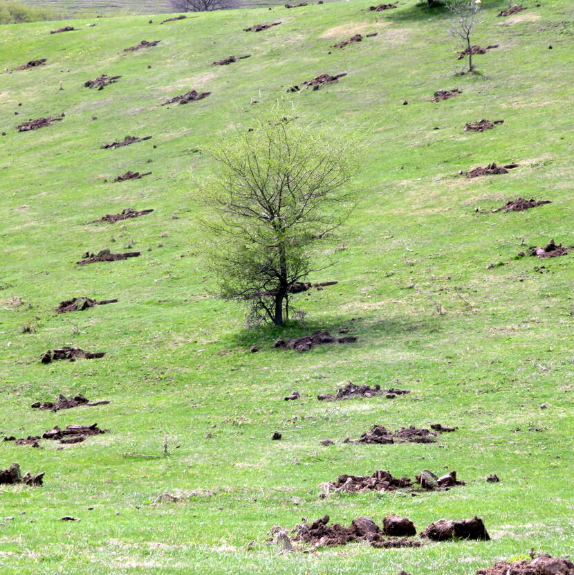 Results of a reforistation project set up by the UNDP in Kyrgyzstan