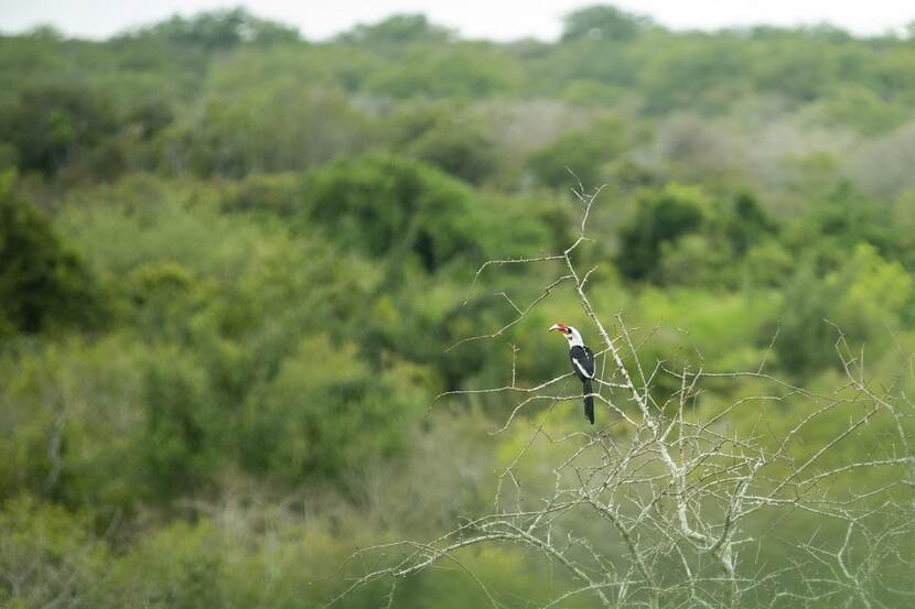 Von der Decken's Hornbill sitting on a branch