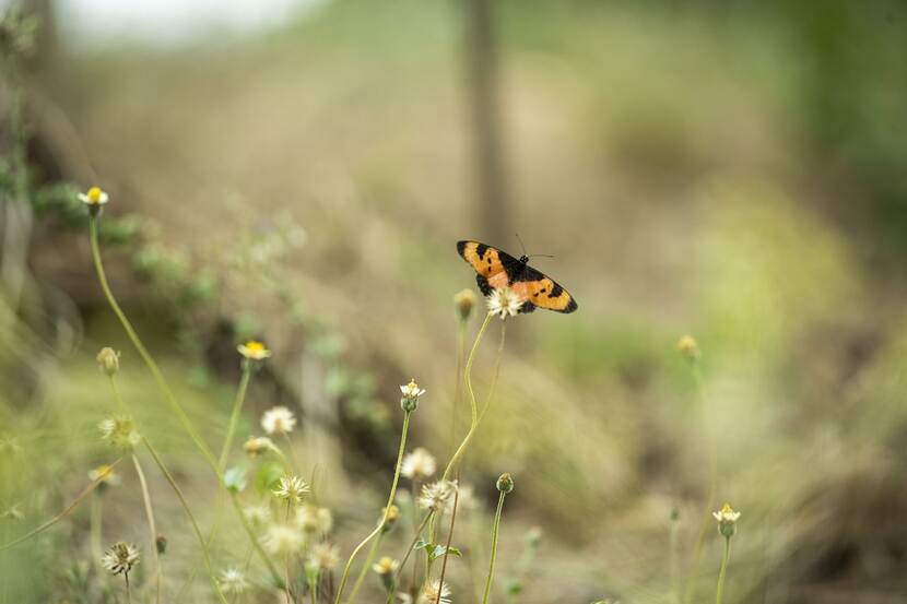 Orange butterfly flying next to a flower