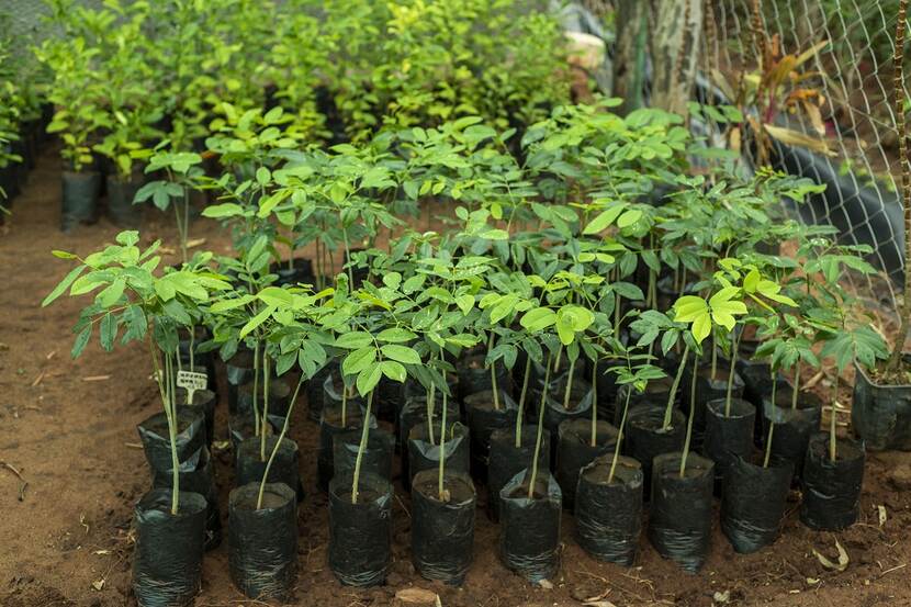 Rows of potted plants