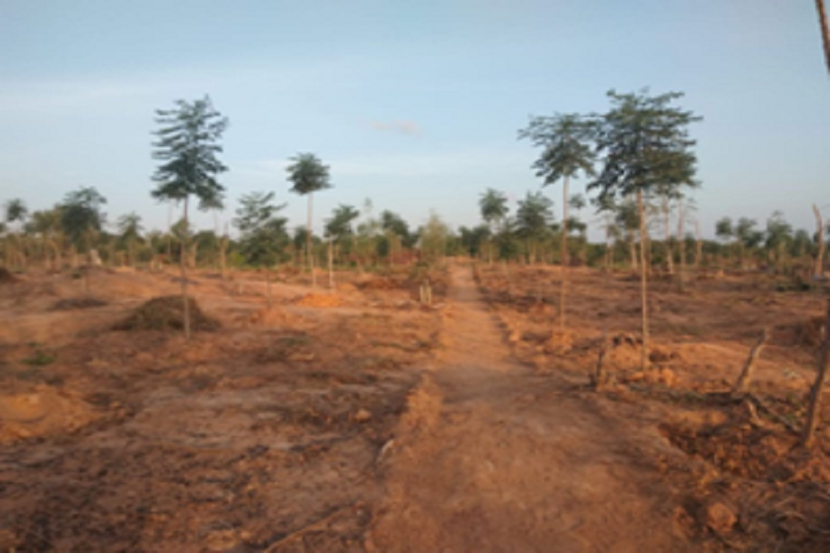 Koromi Farm in 2021: the land was suffering from severe environmental degradation