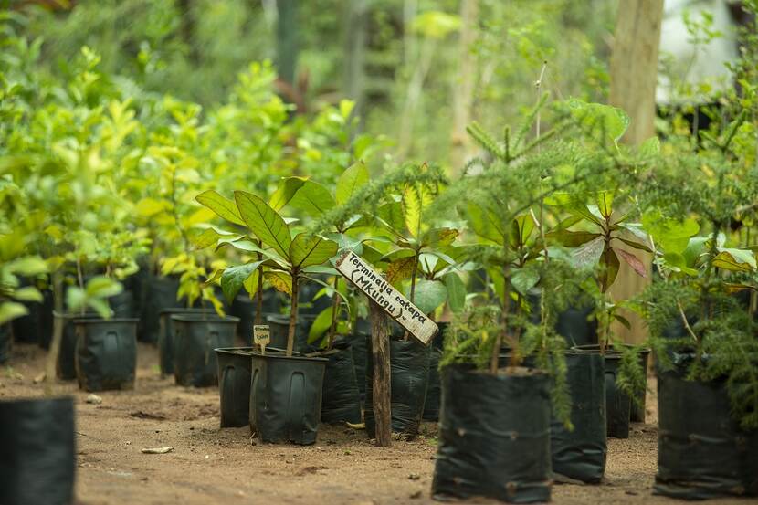 Koromi Farm hosts over 40 different tree species. Here are some tree samples which are endemic to the region