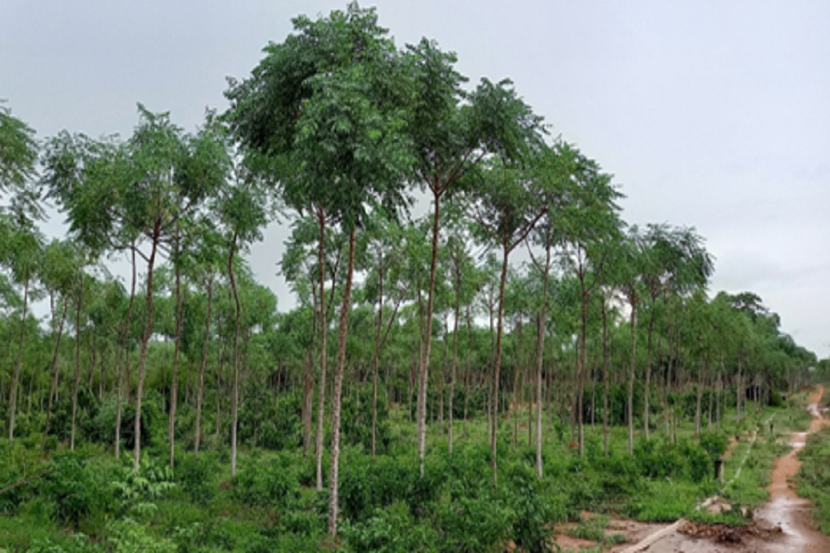 A row of tall trees