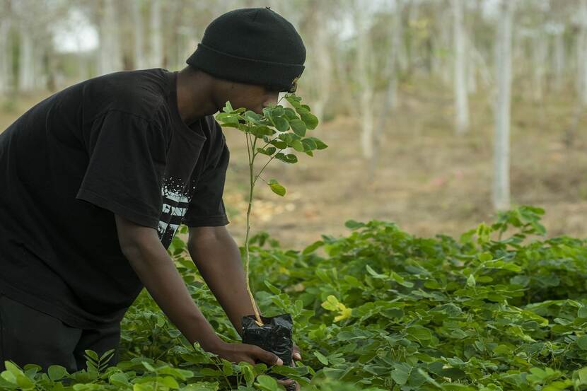 An employee grabbing a potted plant