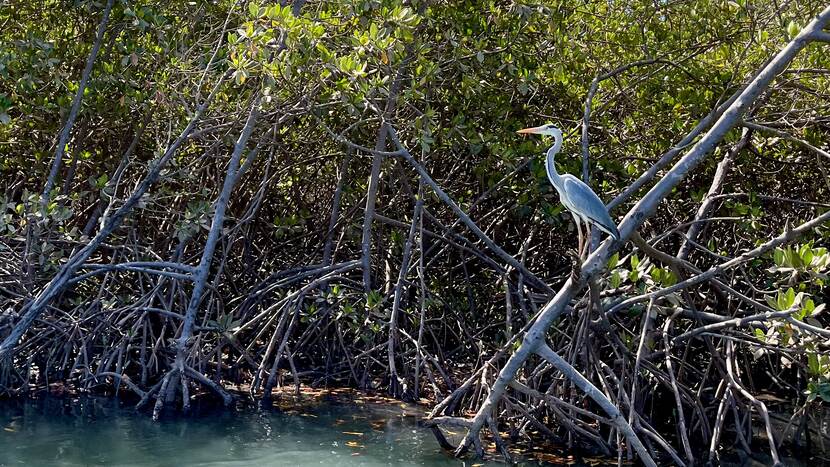 Heron sitting on a branch part of a mangrove