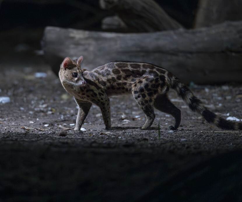 West African large spotted genet