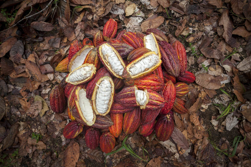Freshly harvested cocoa pods in Putumayo, Colombia.