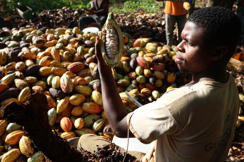 Ivorian cocoa farmer showing an open cocoa husk