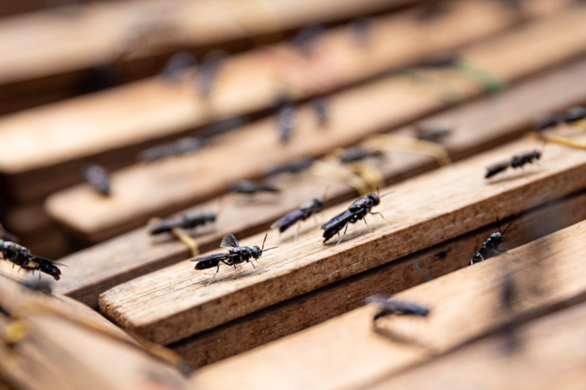Close up of black soldier flies