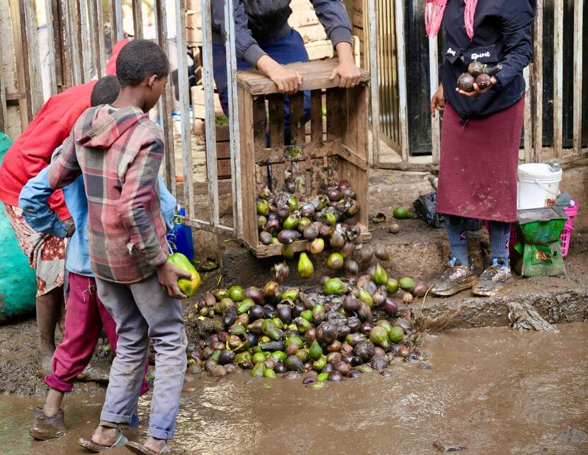 A tray of avocados getting discarded in mud in Addis Ababa