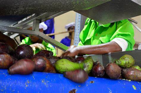 Avocado processing at an oil production facility in Sidama, Ethiopia
