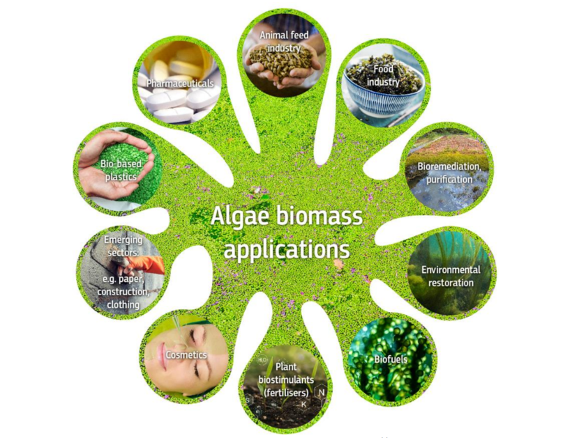 Graphic on algar biomass applications