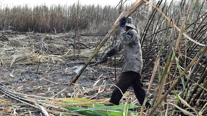 Farmer harvesting sugarcane after pre-harvest burning