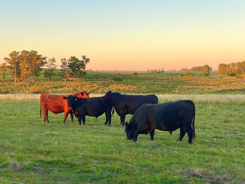 Argentine Angus cows