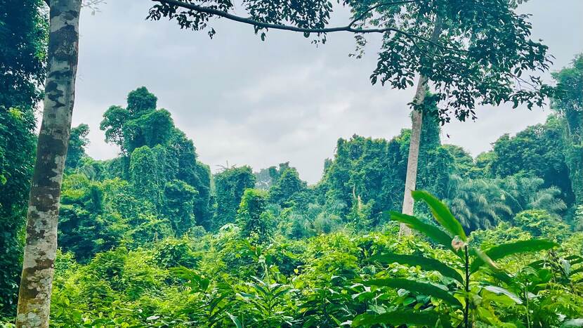 Deforestation Côte d'Ivoire