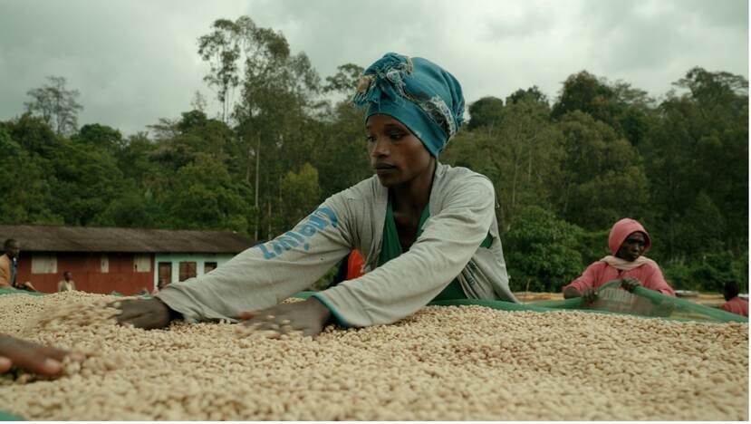 Ethiopia coffee sector