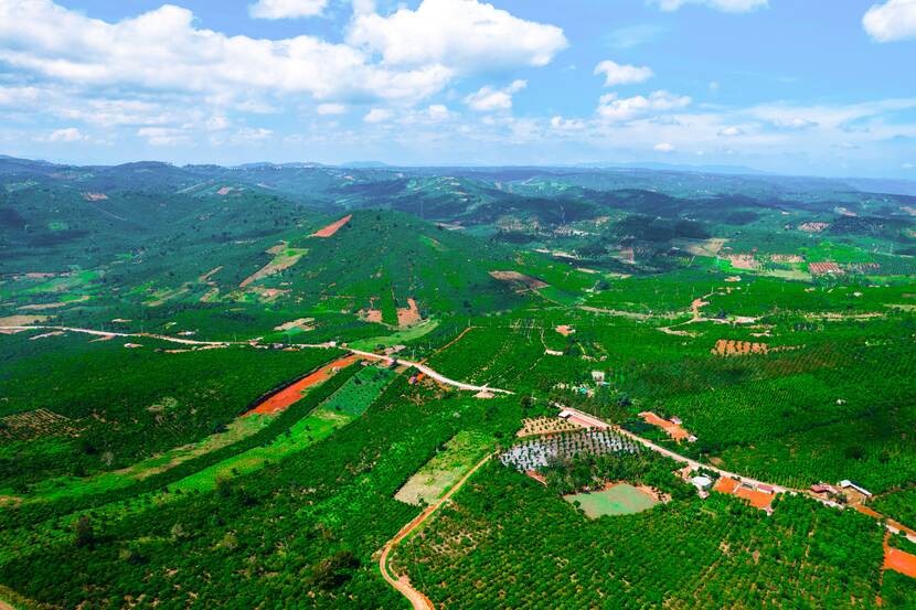2023 Coffee Landscape in Di Linh Province in Vietnam