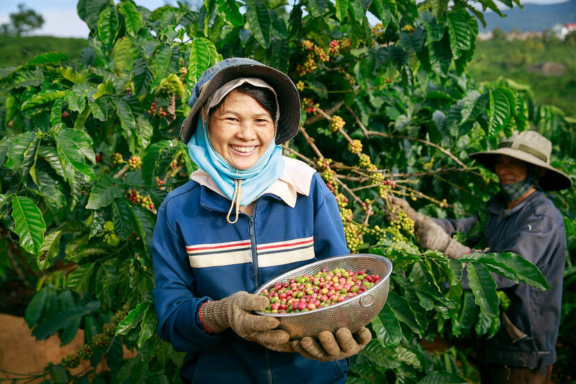 The smile of a farmer in Di Linh the Central Highlands Vietnam harvesting coffee from her farm