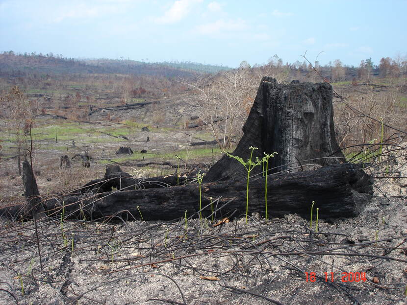Deforestation of the Amazon rainforest in Brazil