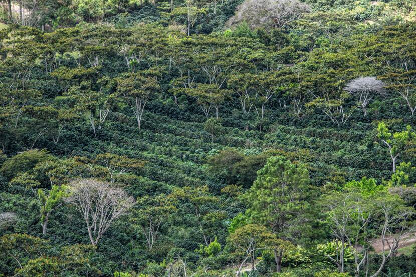 Coffee, Nicaragua, Acorn, Dream Fund, Climate Heroes