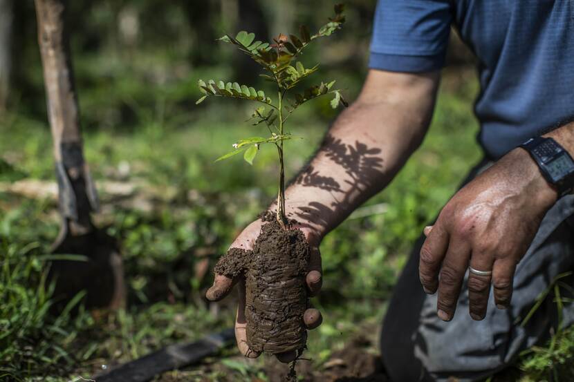 Coffee, Nicaragua, Acorn, Dream Fund, Climate Heroes, Norlan Montenegro