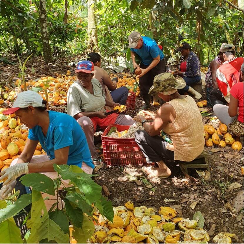 Families harvesting cacao at the communally managed cabruca plantation in the municipality of Dois Riachões (BA).