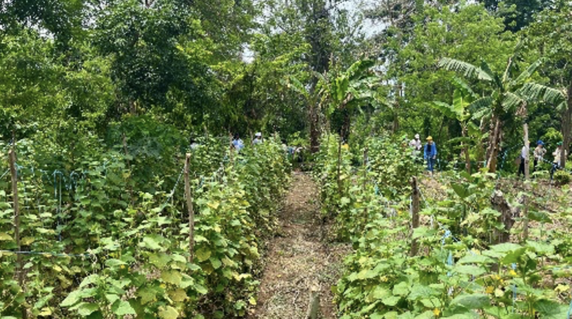 Vegetable production and biodiversity of the MARIGO project in Yamoussoukro District