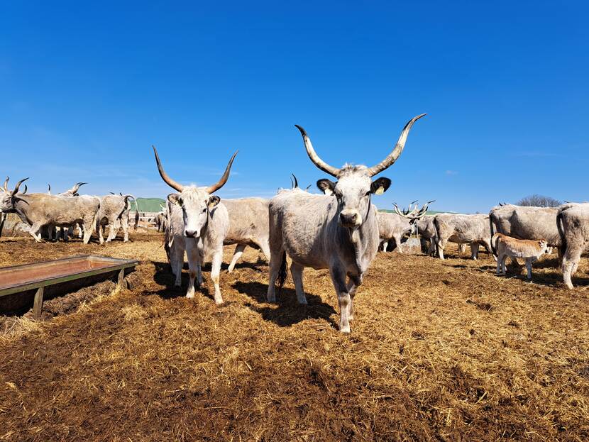 Grey cattle is an ancient, native livestock species. Nature-inclusive animal husbandry in the National Park focuses on gene preservation, grassland preservation through grazing, and producing organic animal products